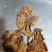 榆耳，片大肉厚，保证质量，非诚勿扰！