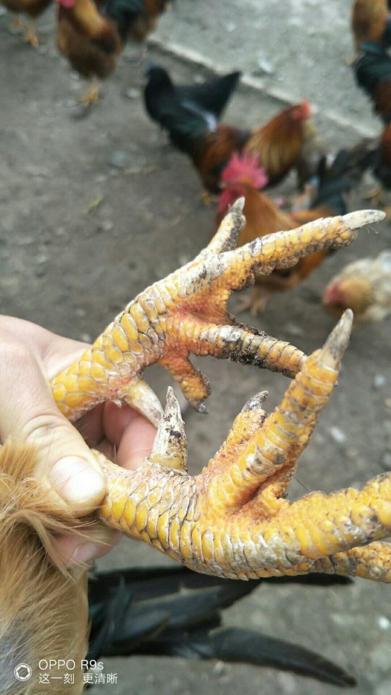 自己家农场散养小笨鸡，味道好极了