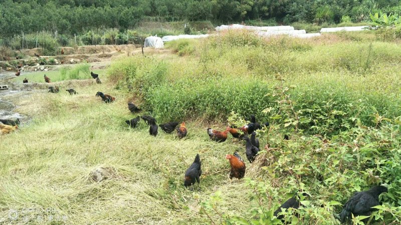 自己家农场散养小笨鸡，味道好极了