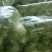 邯郸甘蓝货源充足，质量好。可散装，袋装，冷库打冷。