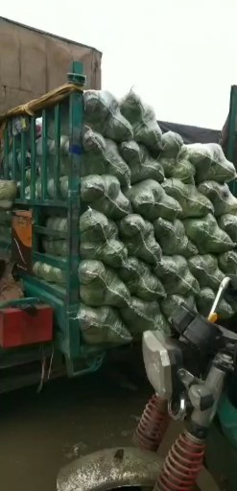 邯郸甘蓝货源充足，质量好。可散装，袋装，冷库打冷。