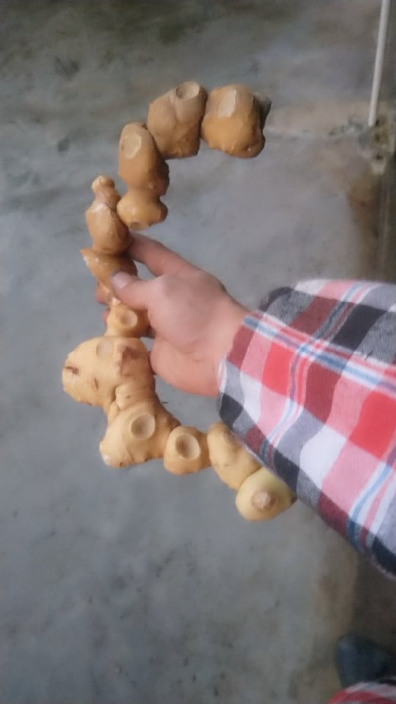 黄精个子干货甜黄精农产品