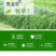 黑麦草种子东牧70黑麦草种四季养殖牧草种子