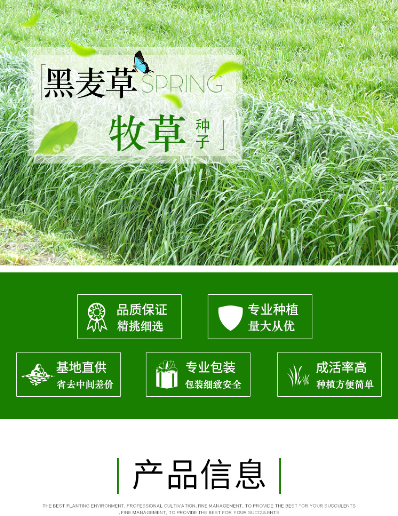 黑麦草种子东牧70黑麦草种四季养殖牧草种子
