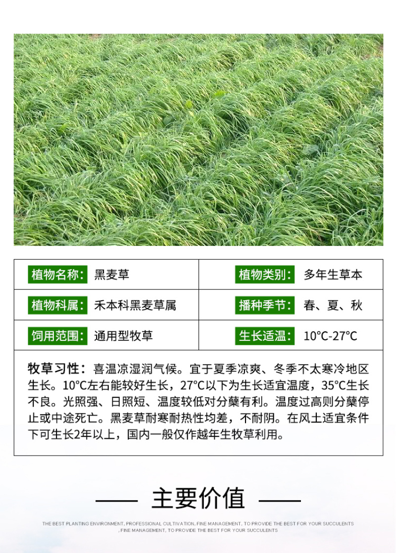 黑麦草种子东牧70黑麦草种四季养殖牧草种子