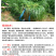黑麦草种子东牧70黑麦草种四季养殖牧草种子