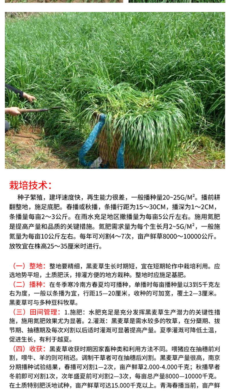黑麦草种子东牧70黑麦草种四季养殖牧草种子