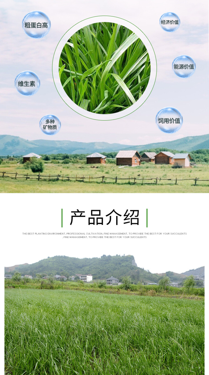 黑麦草种子东牧70黑麦草种四季养殖牧草种子