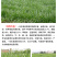 黑麦草种子东牧70黑麦草种四季养殖牧草种子