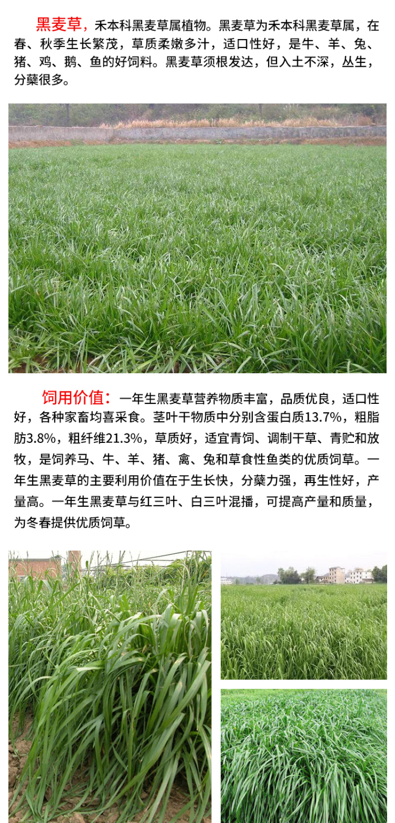 黑麦草种子东牧70黑麦草种四季养殖牧草种子