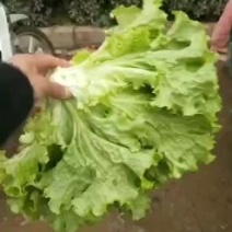 散叶生菜2两~3两量大质优，黄叶，青叶，意大利。