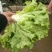散叶生菜2两~3两量大质优，黄叶，青叶，意大利。