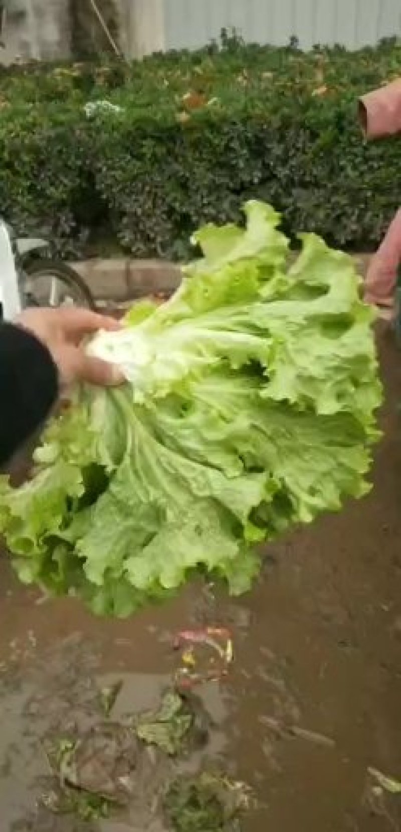 散叶生菜2两~3两量大质优，黄叶，青叶，意大利。
