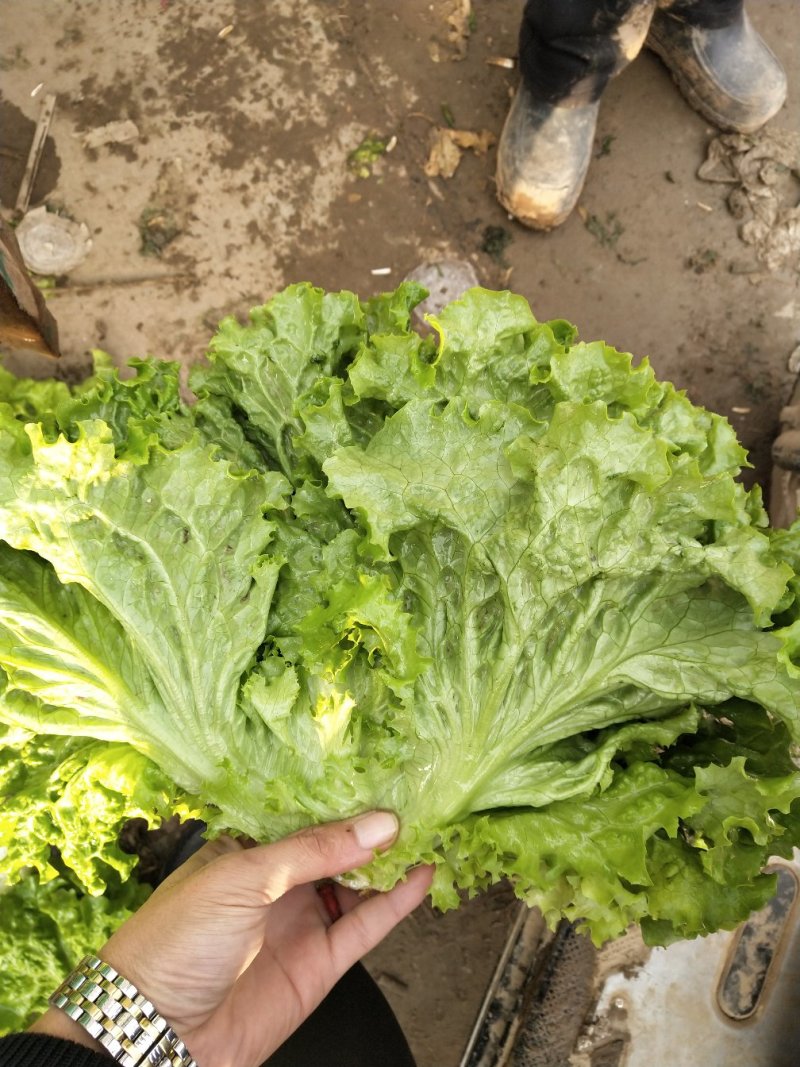 散叶生菜2两~3两量大质优，黄叶，青叶，意大利。