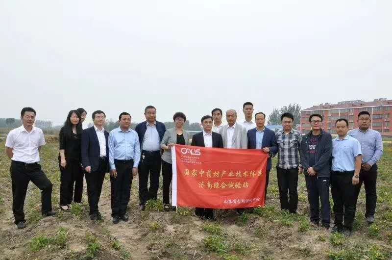 【半夏种子】旱半夏种球优质人工精选小叶半夏种子基地直发