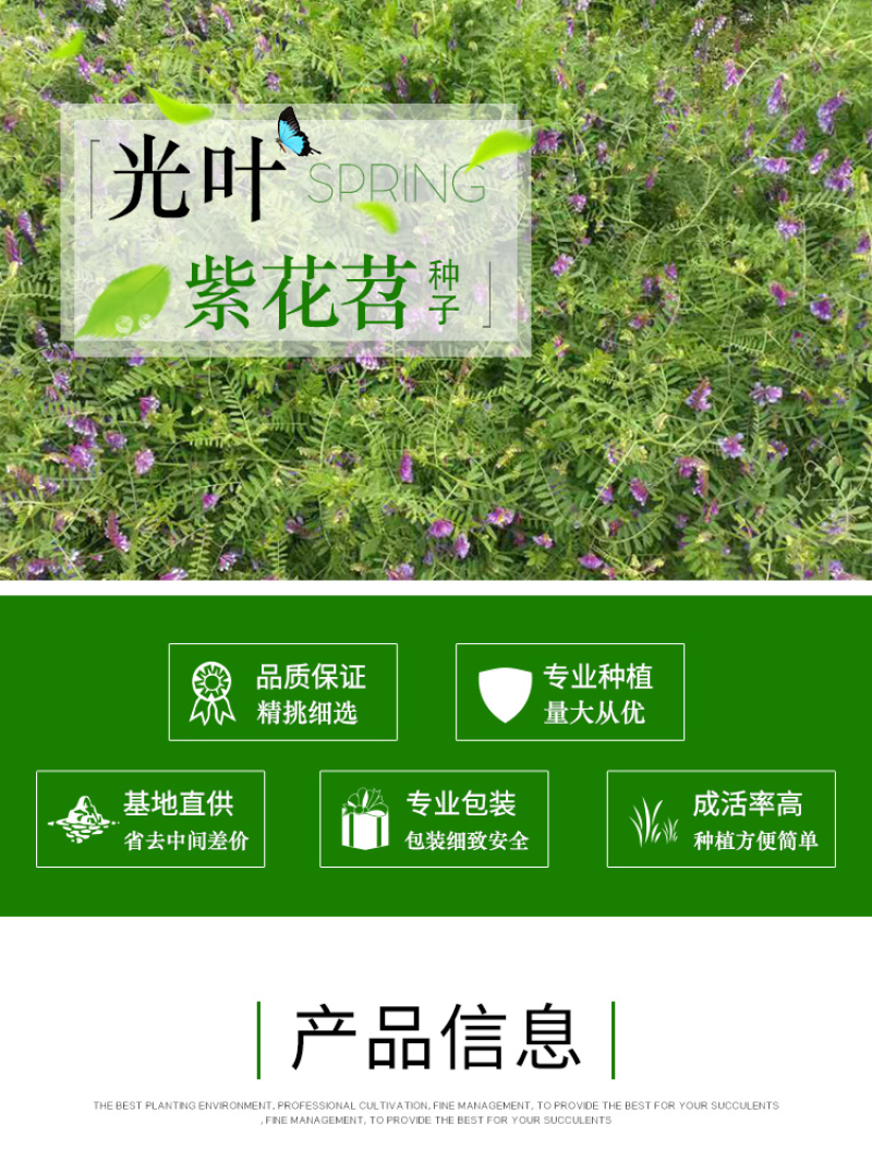 光叶紫花苕种子果园绿肥毛苕子种子牧草种子