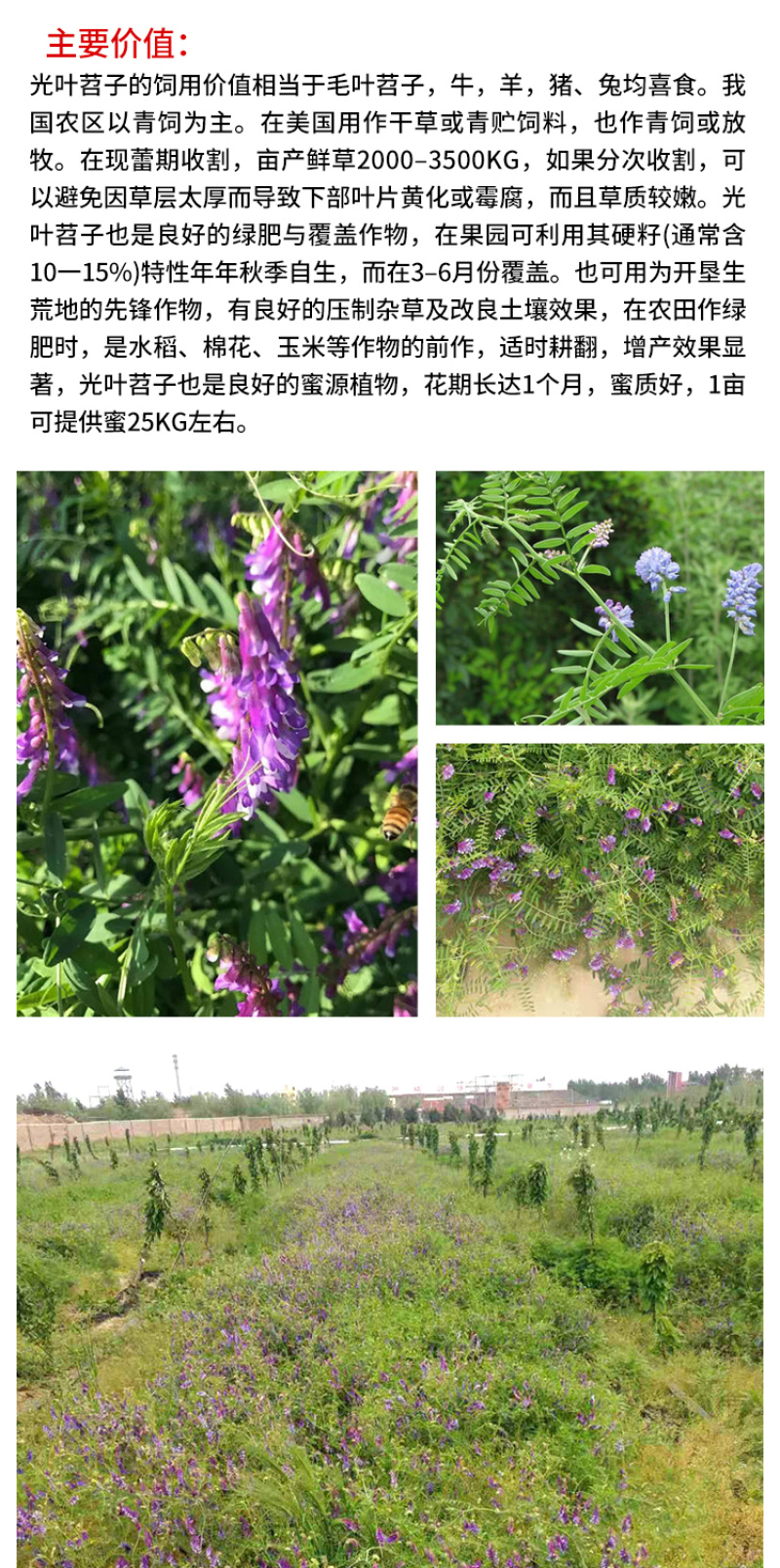 光叶紫花苕种子果园绿肥毛苕子种子牧草种子