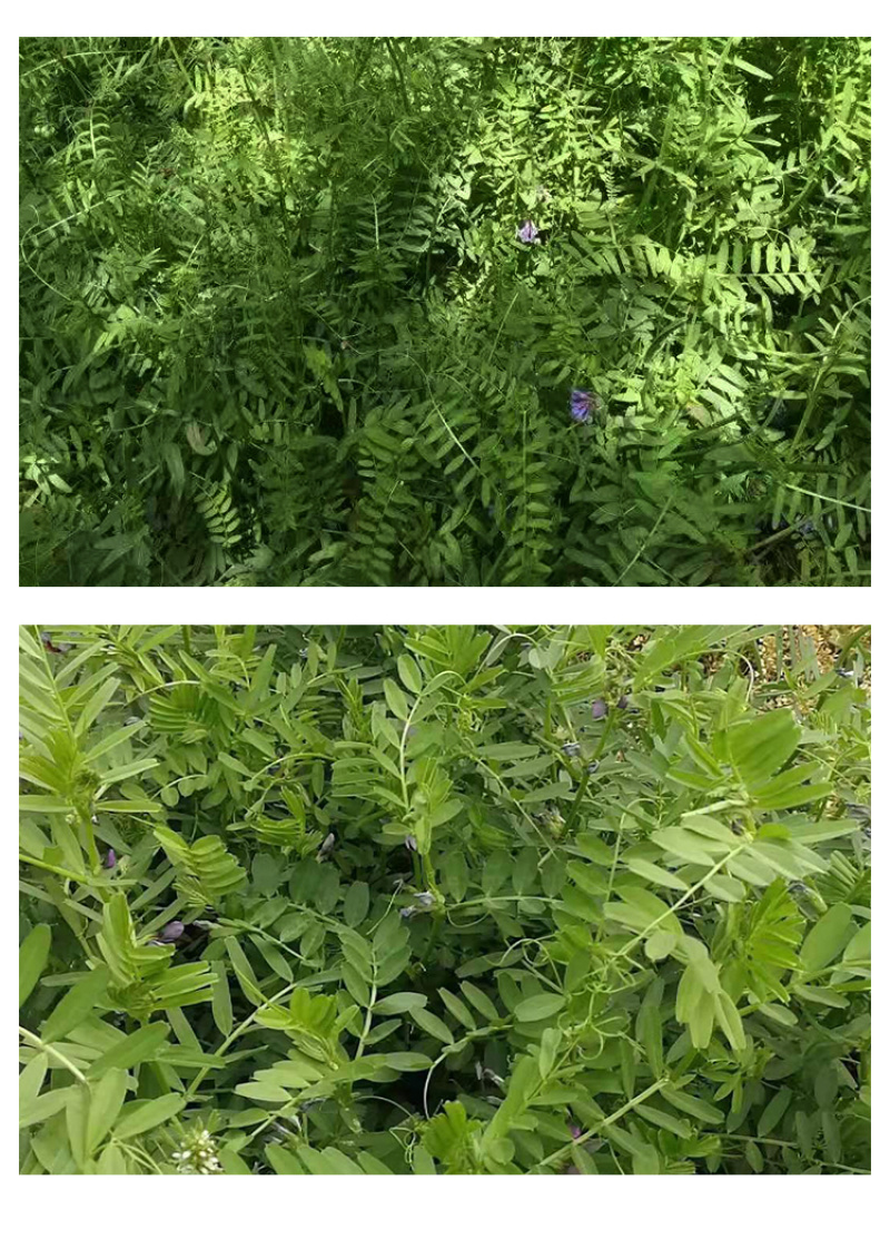 光叶紫花苕种子果园绿肥毛苕子种子牧草种子