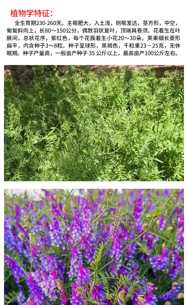 光叶紫花苕种子果园绿肥毛苕子种子牧草种子