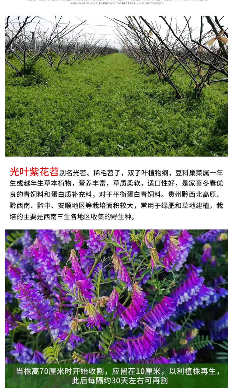 光叶紫花苕种子果园绿肥毛苕子种子牧草种子