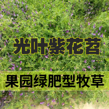 光叶紫花苕种子果园绿肥毛苕子种子牧草种子