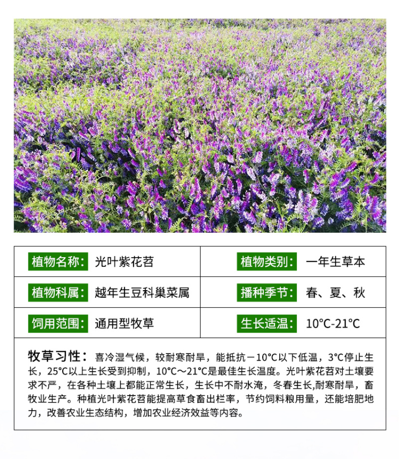 光叶紫花苕种子果园绿肥毛苕子种子牧草种子