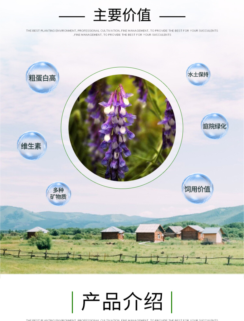 光叶紫花苕种子果园绿肥毛苕子种子牧草种子