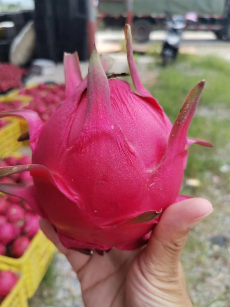 广西散户金都一号火龙果大量上市