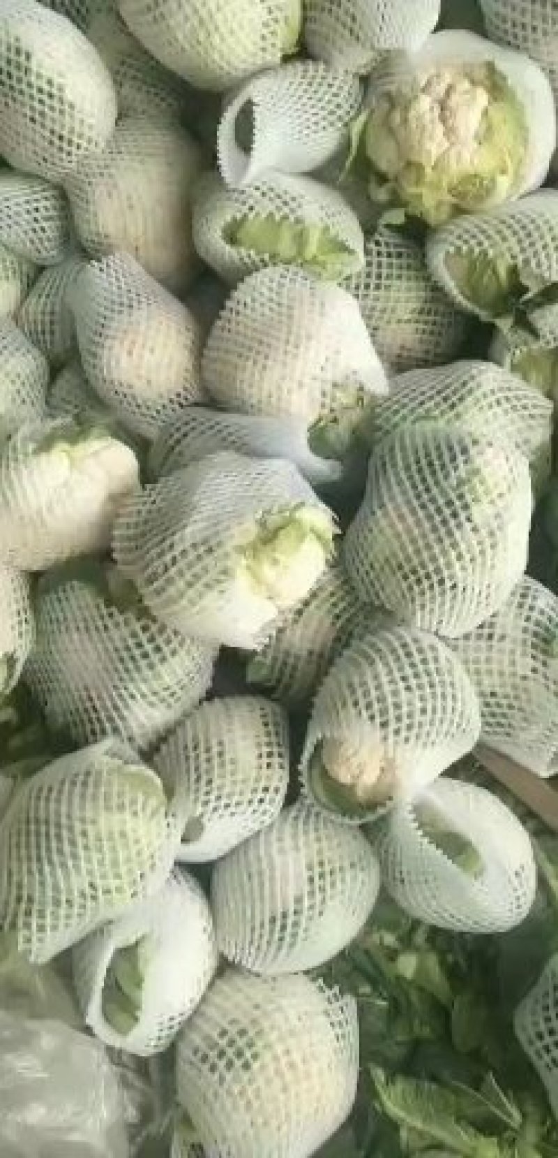 邯郸温心58菜花大量供应中，张飞代办中心欢迎您