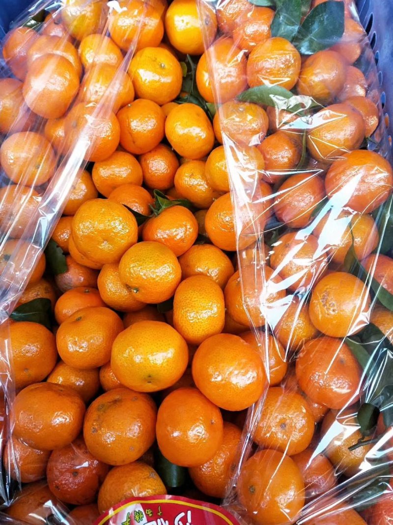 邯郸温心58菜花大量供应中，张飞代办中心欢迎您