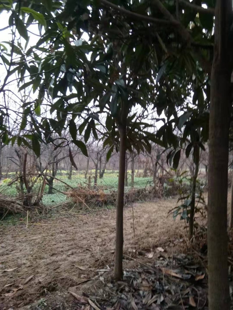枇杷树