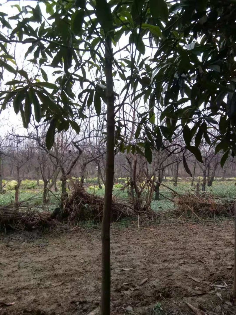 枇杷树