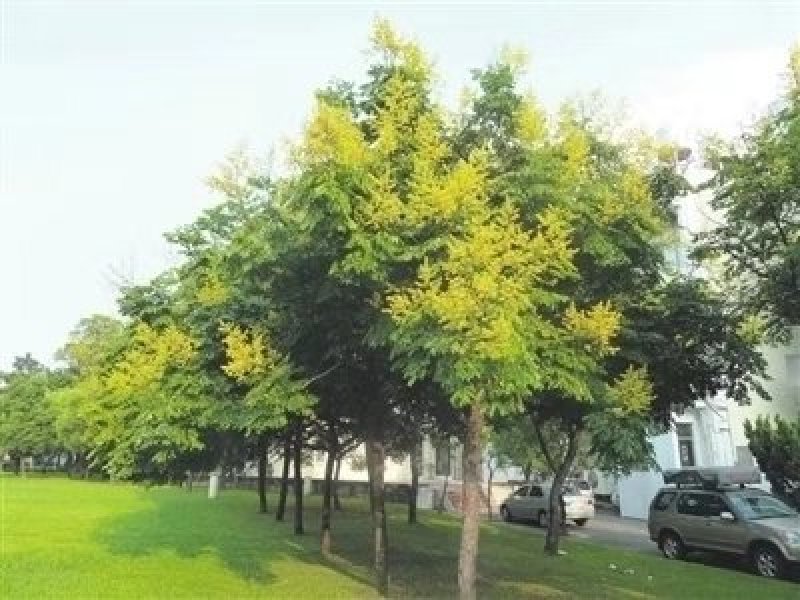 栾树苗栾树小苗栾树3-15公分都有可以视频看货选苗