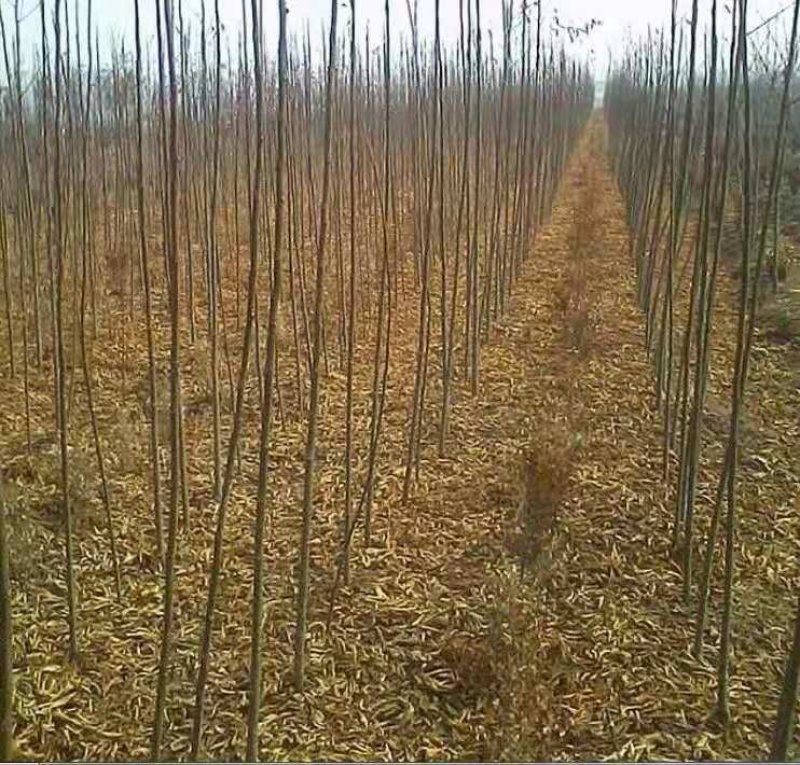 栾树苗栾树小苗栾树3-15公分都有可以视频看货选苗