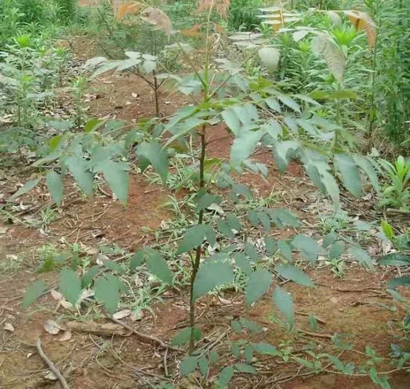 栾树苗栾树小苗栾树3-15公分都有可以视频看货选苗