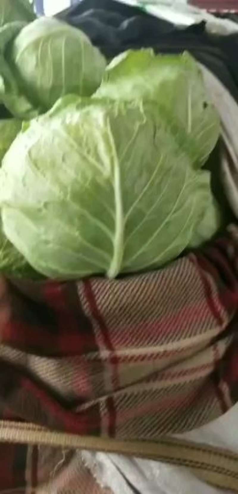 邯郸中甘21甘蓝大量现货，专业代收甘蓝，菜花，有机花