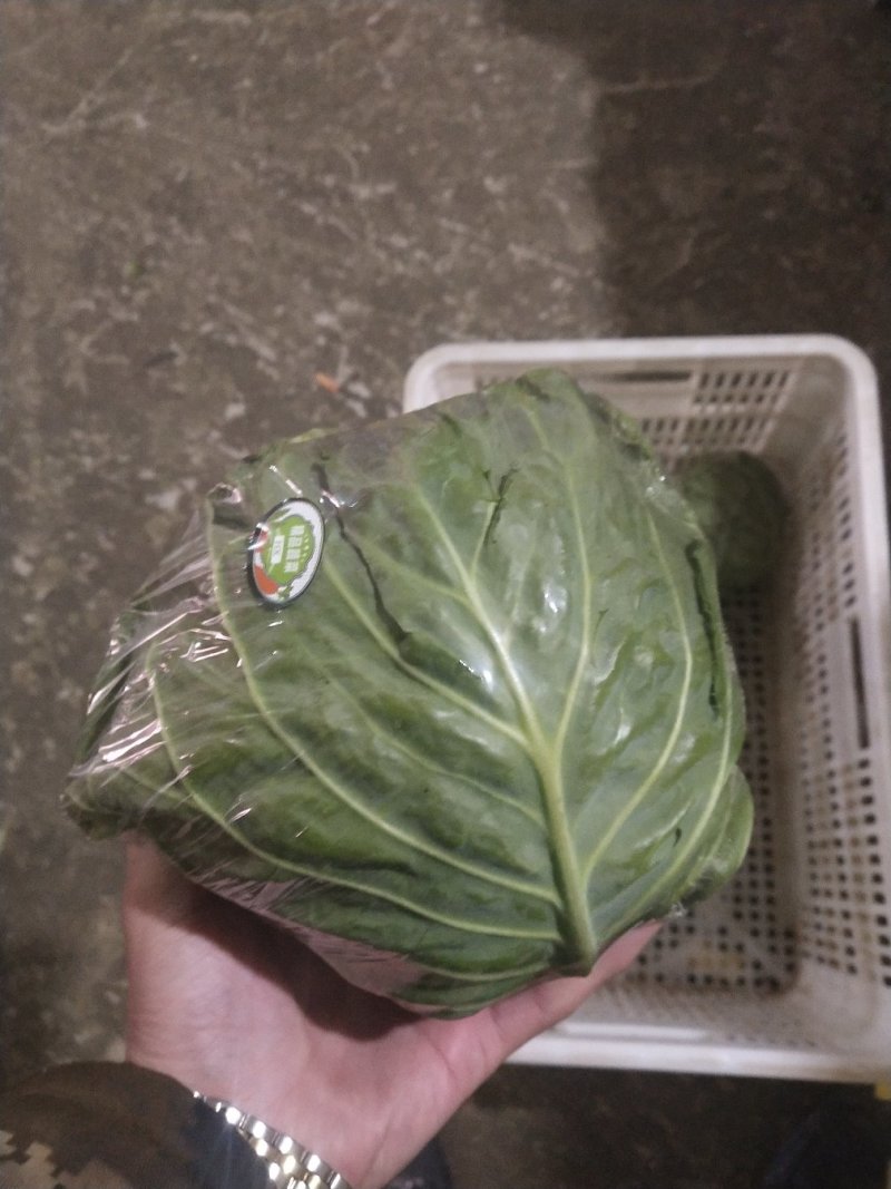 邯郸中甘21甘蓝大量现货，专业代收甘蓝，菜花，有机花