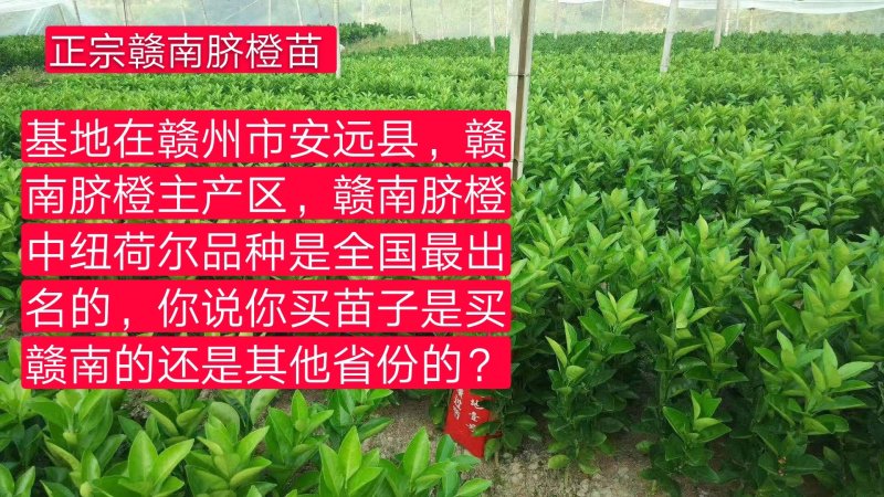 江西赣州赣南脐橙苗纽荷尔脐橙苗卡拉卡拉红肉脐橙苗