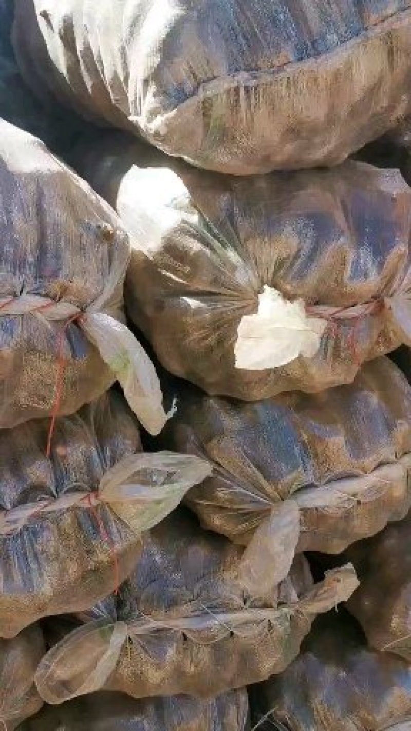 【推荐】精品红芽芋，产自高山红土，，口感香糯，价廉物美