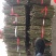 中花吴茱萸扦插枝条，三年到四年老枝条粗细适中