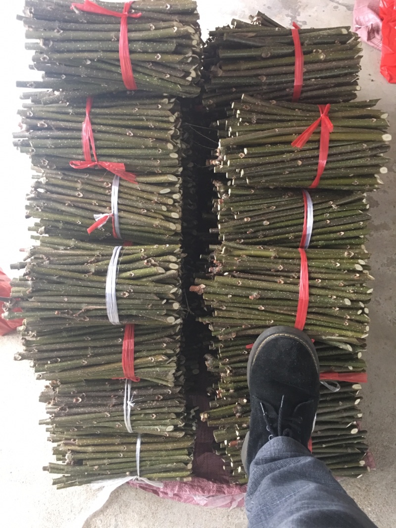 中花吴茱萸扦插枝条，三年到四年老枝条粗细适中