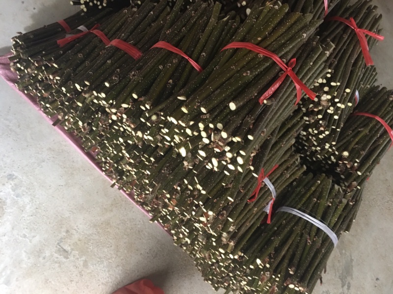 中花吴茱萸扦插枝条，三年到四年老枝条粗细适中