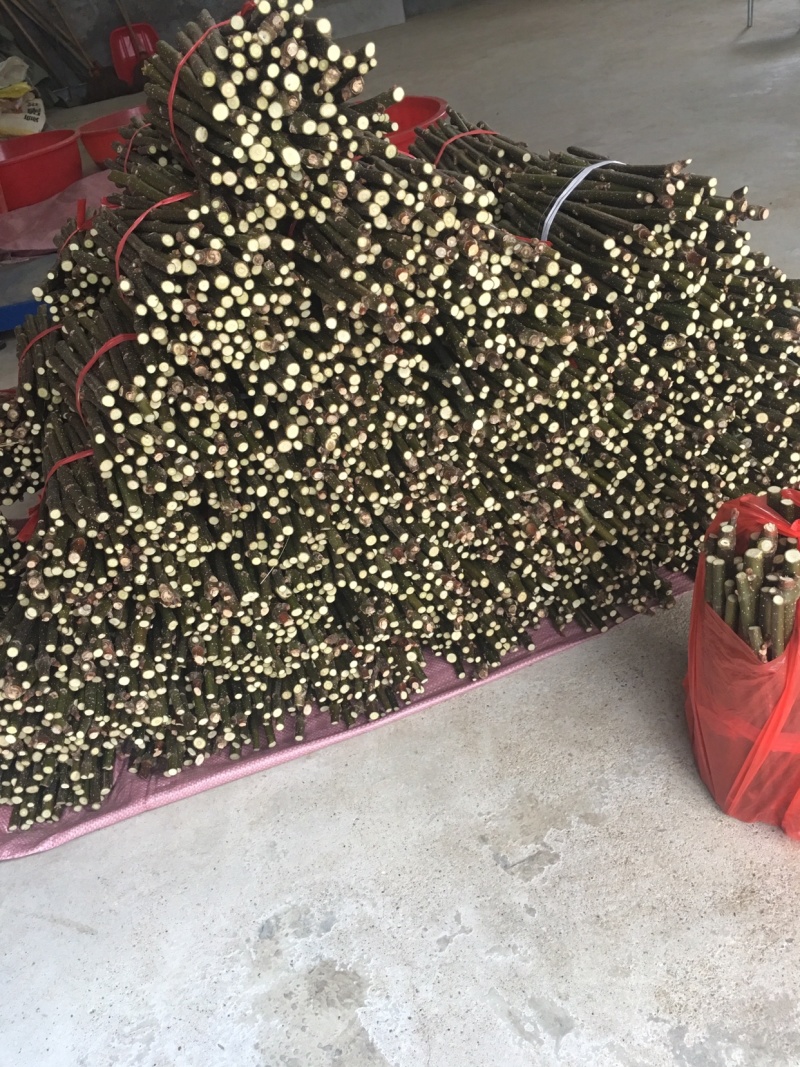 中花吴茱萸扦插枝条，三年到四年老枝条粗细适中