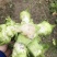 精品儿菜大量上市，欢迎全国朋友实地考察，提前预定量大从优