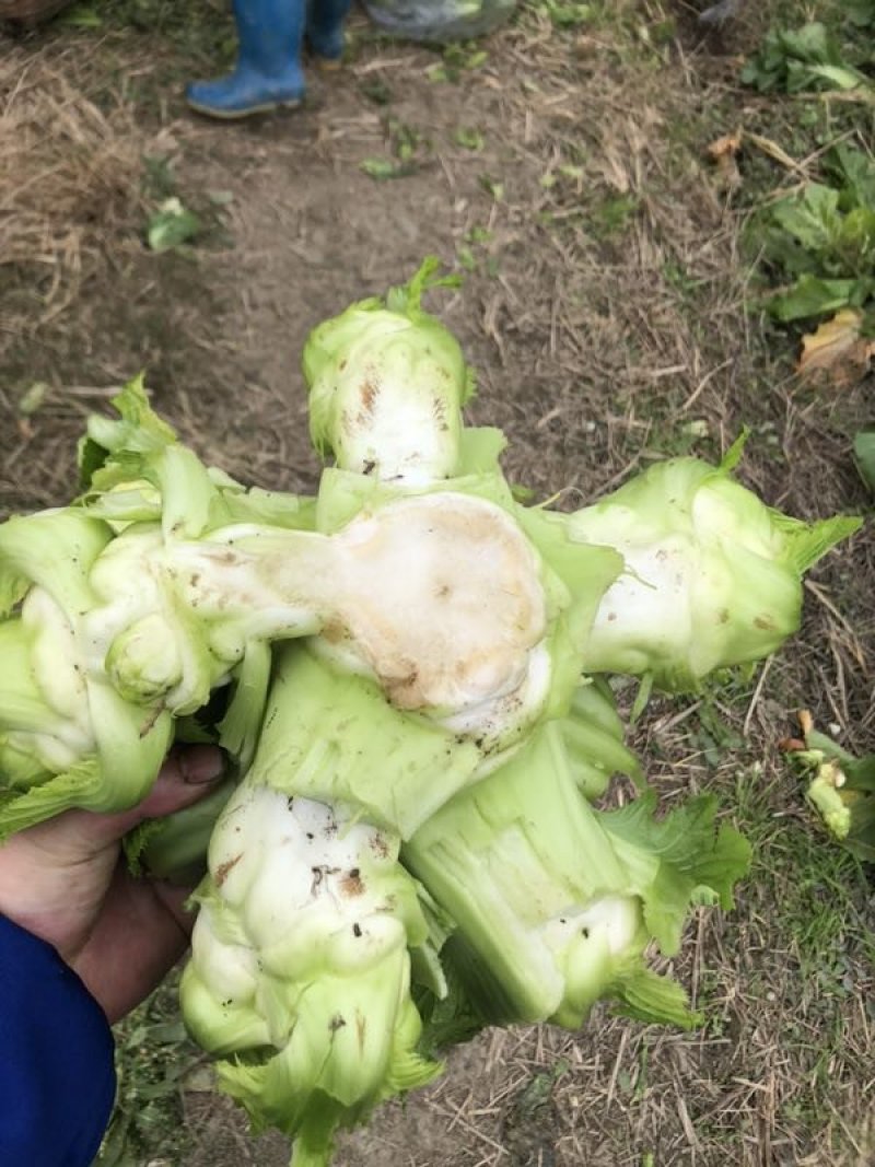 精品儿菜大量上市，欢迎全国朋友实地考察，提前预定量大从优