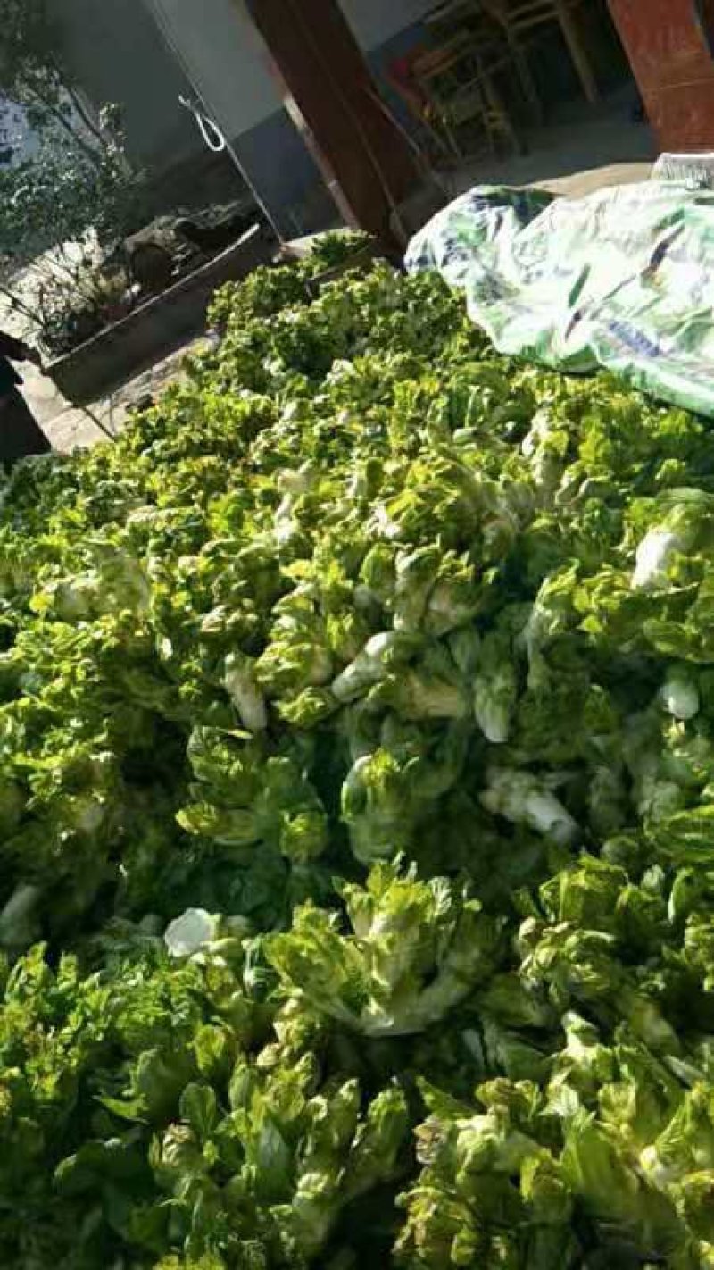精品儿菜大量上市，欢迎全国朋友实地考察，提前预定量大从优