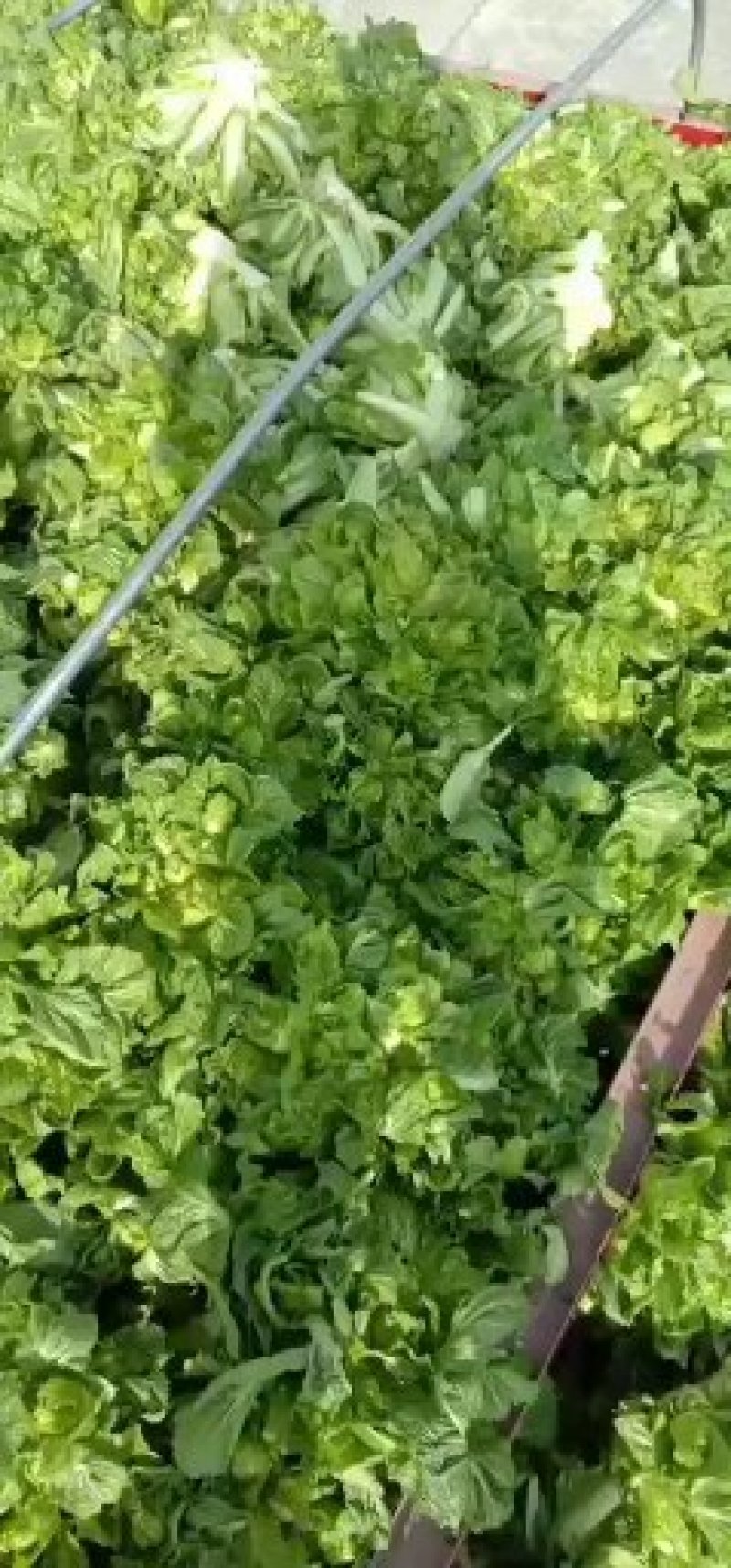 精品儿菜大量上市，欢迎全国朋友实地考察，提前预定量大从优