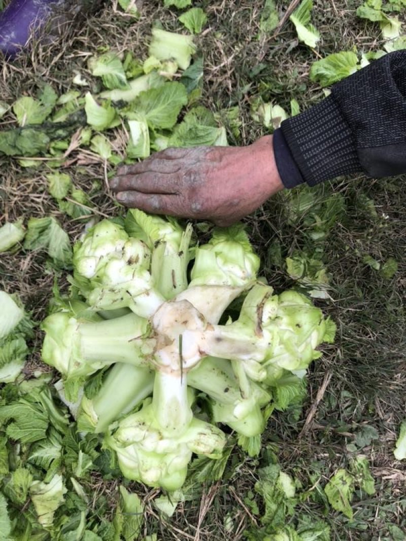 精品儿菜大量上市，欢迎全国朋友实地考察，提前预定量大从优