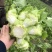 精品儿菜大量上市，欢迎全国朋友实地考察，提前预定量大从优