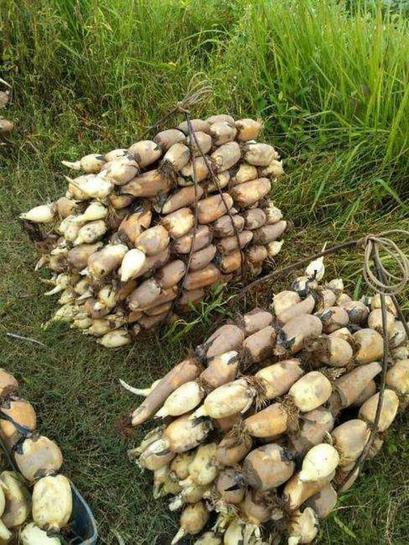 新鲜莲藕500亩地左右品种白莲藕